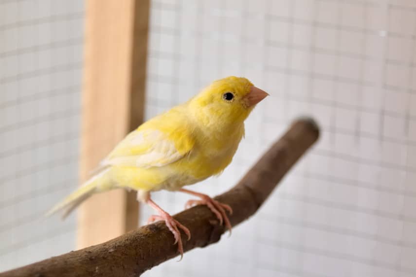 canary in cage