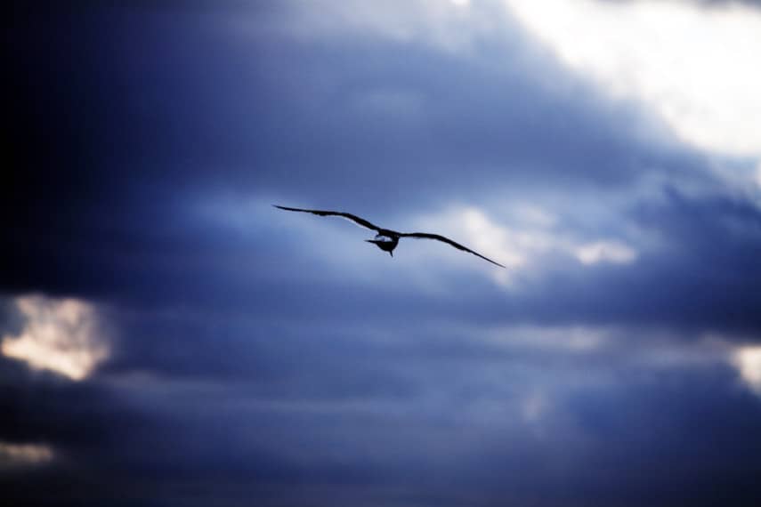 seagull flying against clouds